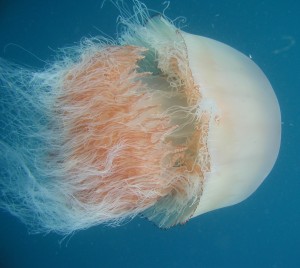 Giant Jellyfish Swarms – Are Humans the Cause?