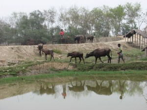 Finishing up in Khulna