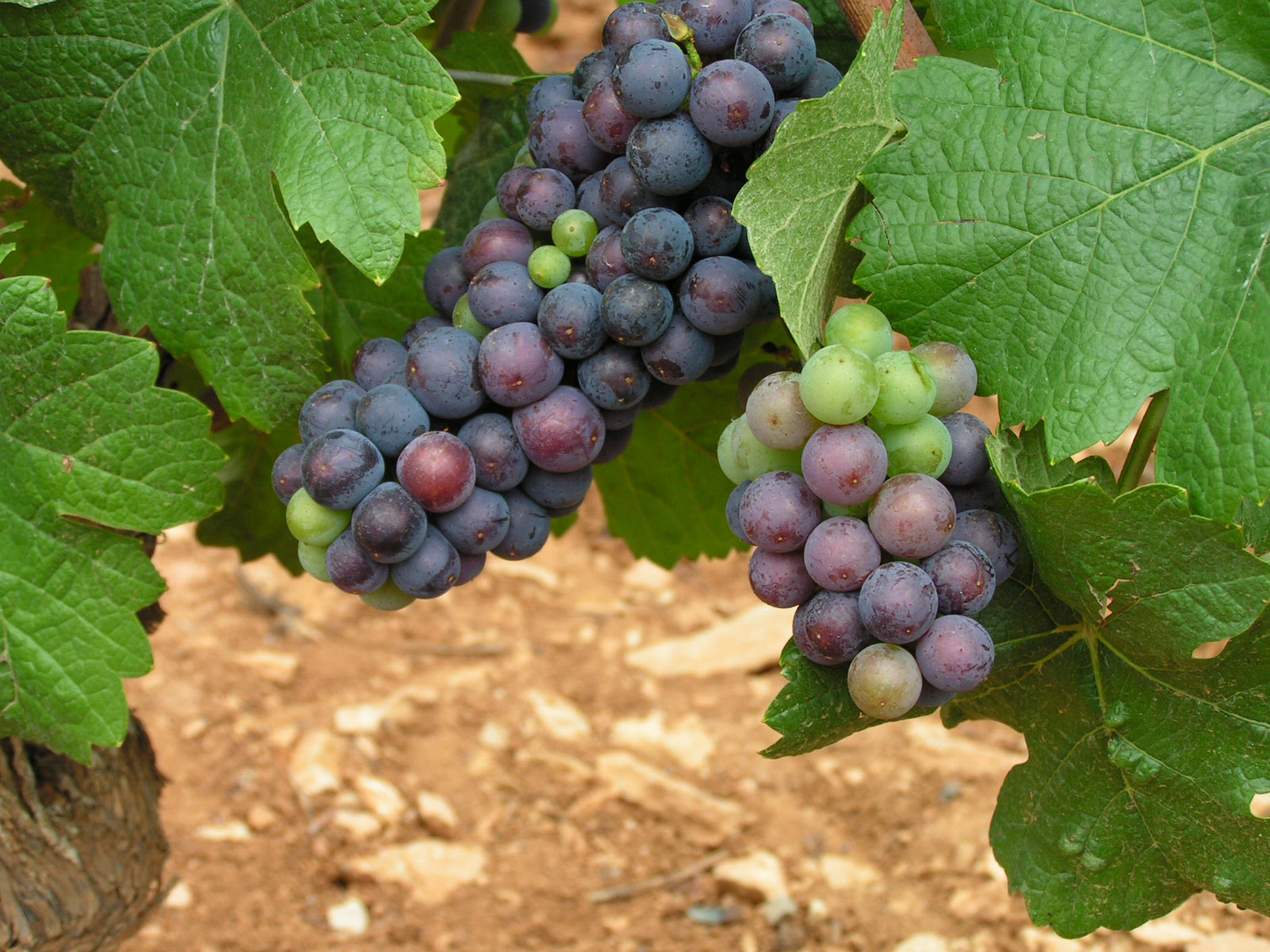 Climate Clock is Ticking for Pinot Noir