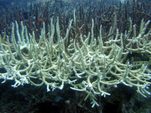 Losing Our Coral Reefs
