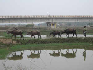 Lurking Under Bangladesh: The Next Great Earthquake?