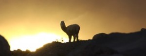 End of the Line – Good Byes to a Great Field Season in Peru