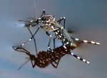 Mosquito Traps for the Future