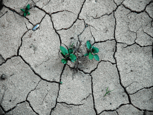 Sprouting Trees From the Underground Forest — A Simple Way to Fight Desertification and Climate Change