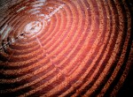 Using Tree Rings to Understand and Protect New York’s Water