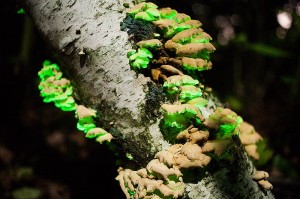 Glow in the Dark Creepy Crawlers