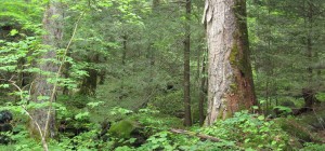 The good ‘ol forest growth curve [update]