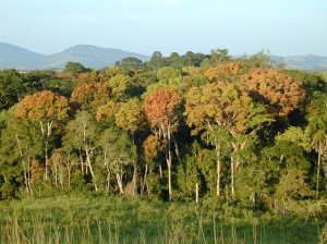 African Forests, Threatened, but Resilient