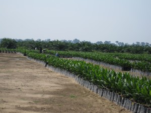 Can Intensive Farming Save Tropical Forests?