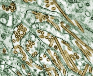 Do It Yourself Biology – Need for Panic?
