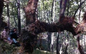 Around the Broadleaf World in 180 Days