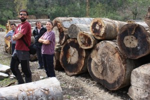Tree-Ring Science in a Log Yard?