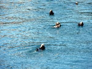 Exploring the Bering Sea Ecosystem