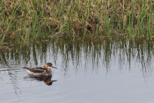 Water Samples and Wildlife