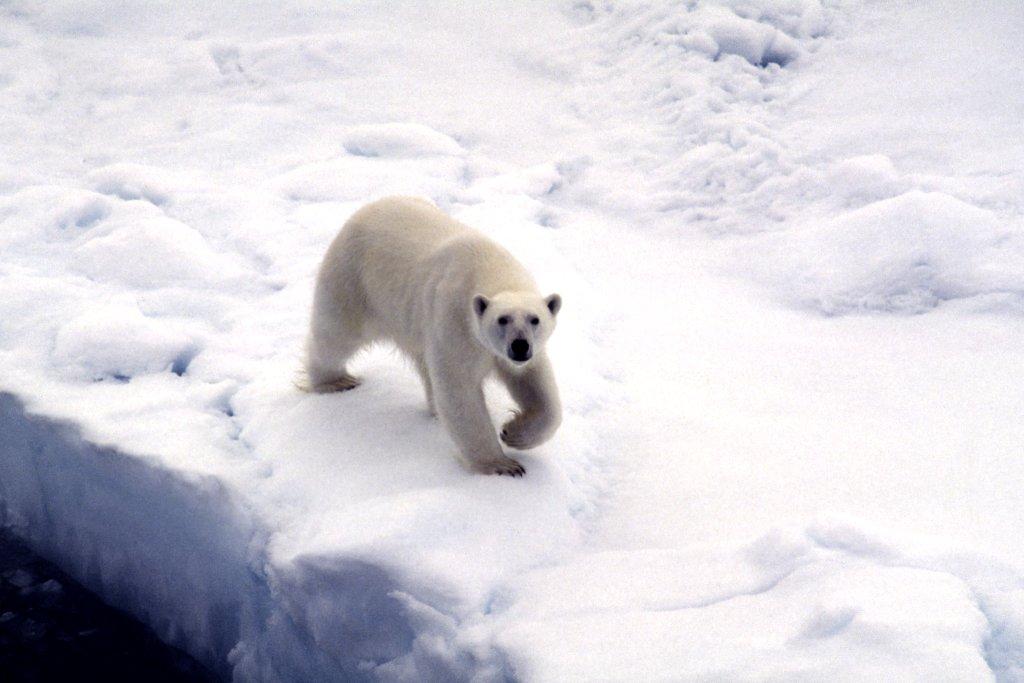 Sustainable Development Seminar Series: A New Record Low in Arctic Sea Ice Extent