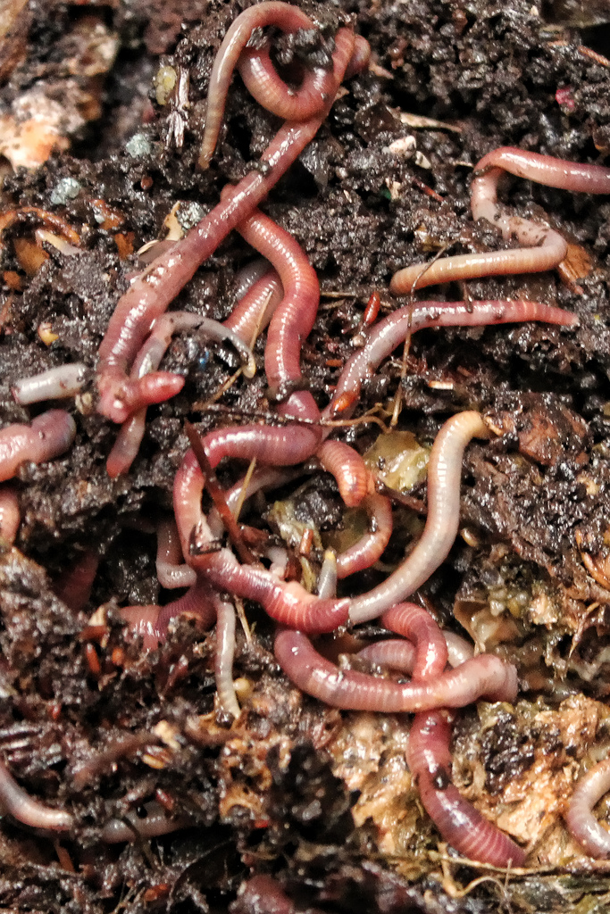 Composting—Turning Garbage into Black Gold – State of the Planet