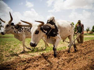 Food Security in the Face of Changing Climate