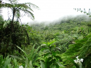Explore Field Ecology in Puerto Rico