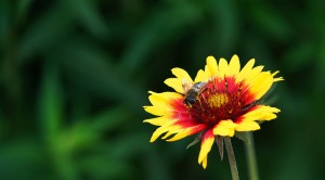 Mysterious Honeybee Deaths Remain Unsolved