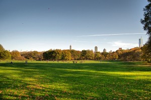 Urban Trees Fight CO2 Emissions