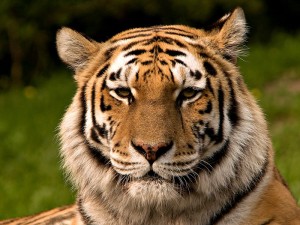 Climate-Vulnerable Species in Need of Conservation Attention