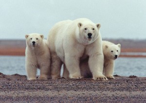 A Tip of the Psychological Scales, and What it Means for Conservation Efforts