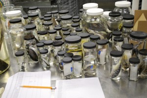 Buried Treasure: Unexpected Finds and the Value of Museum Collections