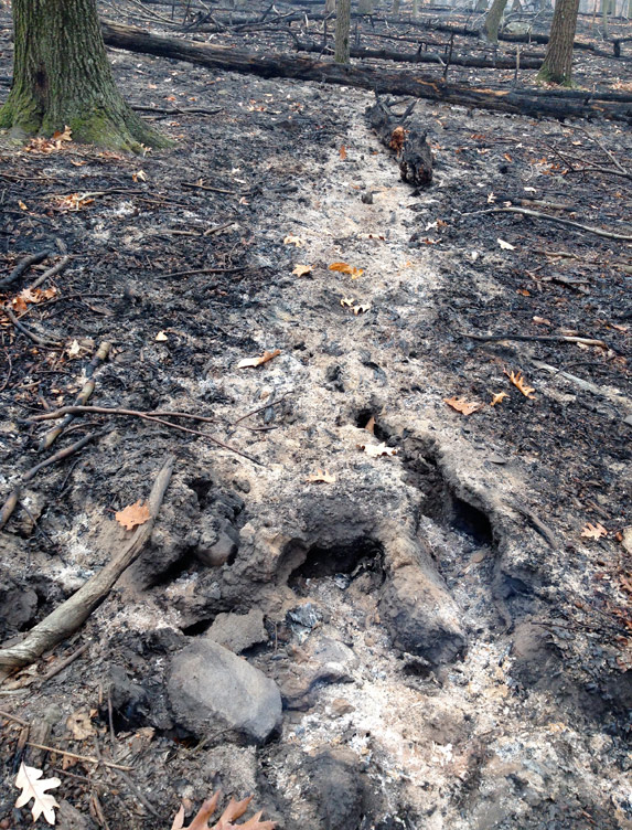 Fire on the Mountain, Fire in the ‘Burbs – State of the Planet