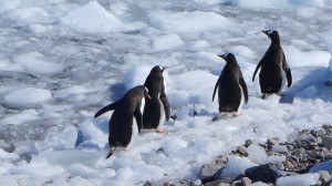 West Meets East – Antarctic Forum