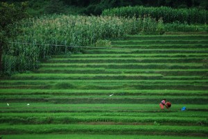 New Predictions of Climate Change’s Impact on Agriculture