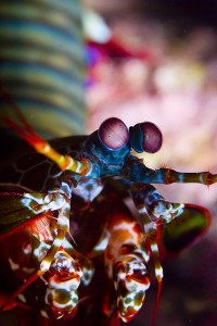 A Whole New Way of Seeing…Mantis Shrimp