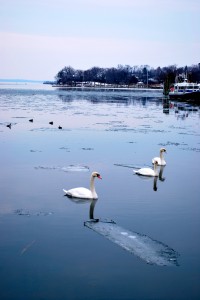 ‘Oysters, Pearls of Long Island Sound’ at The Bruce Museum