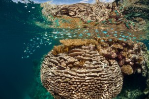 Can We Save Coral Reefs?