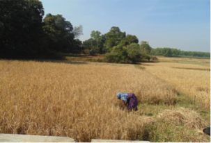 Making Agriculture Sustainable in One of India’s Poorest States