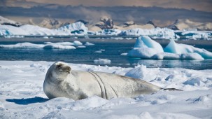 Antarctica’s Wildlife in a Changing Climate
