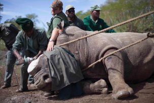 Rhino Number 100 and World Rhino Day