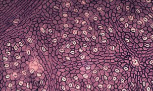 Ancient Leaves Link Loss of Antarctic Ice to a CO2 Spike