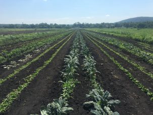 Sustainable Agriculture Through Innovation and Collaboration