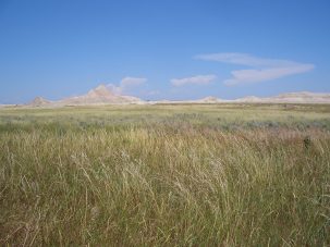 Grasslands More Sensitive to Dryness than Rainfall, Study Says
