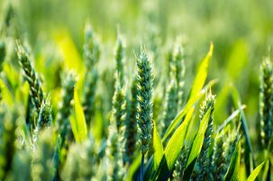 Building Regenerative Local Food Systems