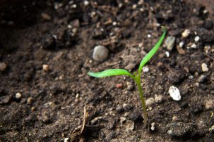Can Soil Help Combat Climate Change?