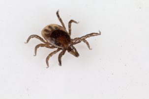 Fighting Ticks With a Few Taps of the Phone
