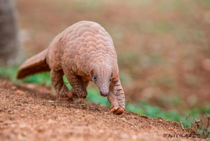 Pangolins and the Consumers of Wildlife Trafficking