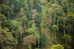 Shade-Grown Coffee Helps Ecosystems and Farmers
