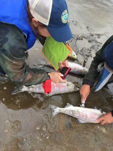 Warming Rivers Are Causing Die-Offs Among Alaska Salmon