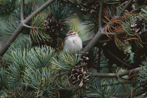 The Search for Nature in Times of Crisis and Beyond