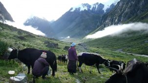 Cheesemaking in Nepal Under Threat Unless Pastoralist Traditions are Revived