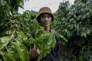 Helping Vietnam’s Coffee Sector Become More Climate Resilient