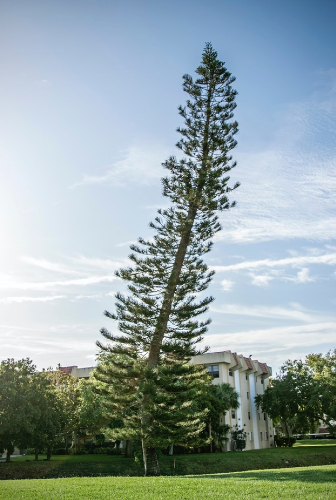Tree Dance – State of the Planet