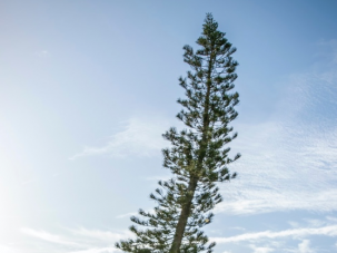 Tree Dance